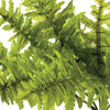 Boston Fern Small