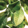 Exo Terra Mandarin Shrub Medium