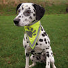 Trixie Safety Neckerchief