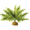 Boston Fern Small