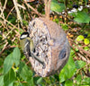 Wild Bird - Coconut Feeder with Sunflowers