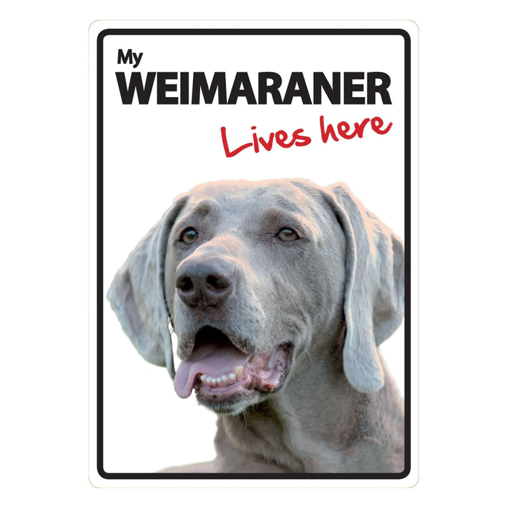 My weimaraner sales