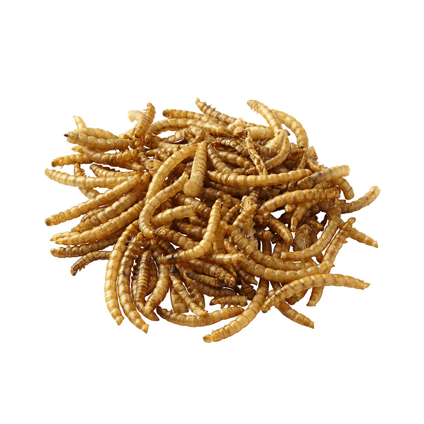 Dried mealworms shop