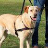 Lead 'n' Walk Soft Harness