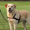 Lead 'n' Walk Soft Harness
