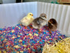 Chipsi Carefresh - Confetti - Pet Bedding