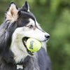 KONG AirDog Squeakair Ball - Medium