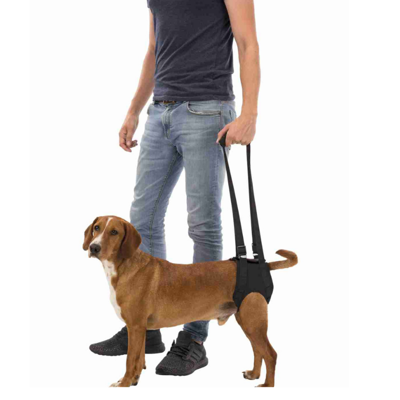 Mobility harness dog top