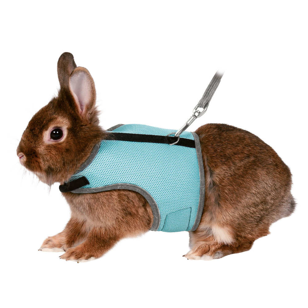 Bunny collars and hot sale leashes