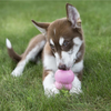 KONG Easy Treat Puppy Paste