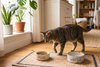 Best Cat Food for Indoor Cats 2026