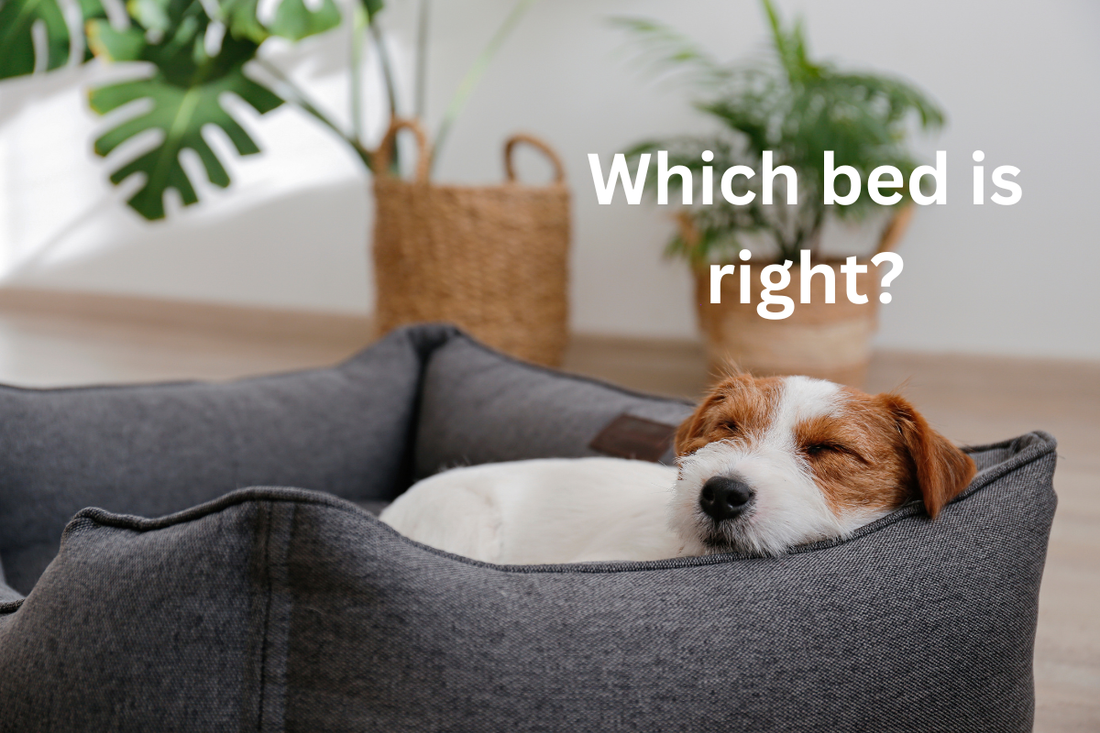 Best Dog Beds Ireland 2026: How to Choose the Right Bed for Your Dog