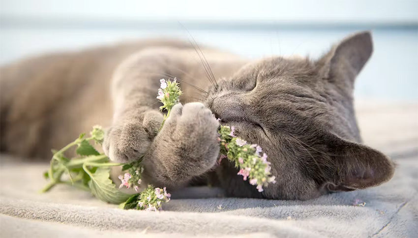 Grey cat playing with catnip