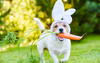 Keeping Your Pets Safe This Easter