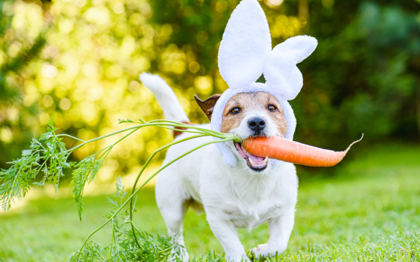 Keeping Your Pets Safe This Easter