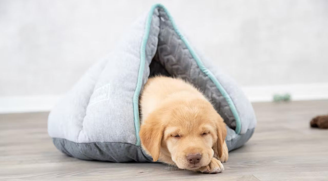 Brown puppy sleeping on hooded bed