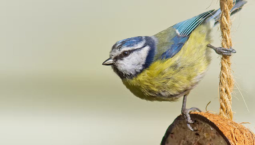 How to Attract Wild Birds to Your Garden