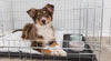 Brown and white dog resting in a crate