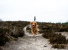 Best places for Dog Walks