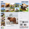 Cows Wall Calendar 2026