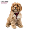 Cockapoo Modern Wall Calendar 2026