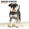 Miniature Schnauzer Modern Wall Calendar 2026