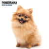 Pomeranian Modern Wall Calendar 2026
