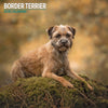 Border Terrier Traditional Wall Calendar 2026