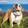 Bulldog Traditional Wall Calendar 2026