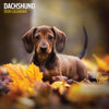Dachshund Traditional Wall Calendar 2026