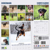 Doberman Traditional Wall Calendar 2026