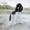 Poodle Traditional Wall Calendar 2026