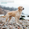Yellow Labrador Traditional Wall Calendar 2026