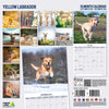 Yellow Labrador Traditional Wall Calendar 2026