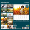 Border Collie Deluxe Calendar 2027