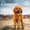 Cavapoo Deluxe Calendar 2027