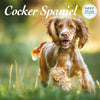 Cocker Spaniel Deluxe Calendar 2027
