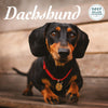 Dachshund Deluxe Calendar 2027