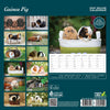 Guinea Pig Deluxe Calendar 2027