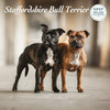 Staffordshire Bull Terrier Deluxe Calendar 2027