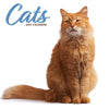 Cat Modern Wall Calendar 2027