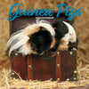 Guinea Pig Traditional Wall Calendar 2027