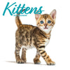 Kittens Modern Calendar 2027