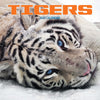 Tigers Wall Calendar 2027