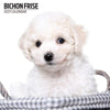 Bichon Frise Modern Wall Calendar 2027