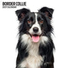 Border Collie Modern Wall Calendar 2027
