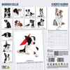 Border Collie Modern Wall Calendar 2027