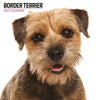Border Terrier Modern Wall Calendar 2027
