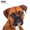 Boxer Modern Wall Calendar 2027