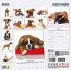 Boxer Modern Wall Calendar 2027